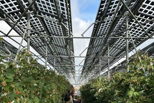Agri PV